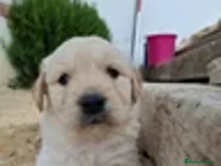 Golden Retriever perros - Anuncio 6