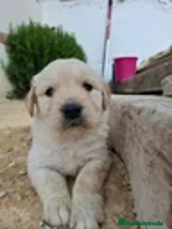 Golden Retriever perros - Anuncio 8