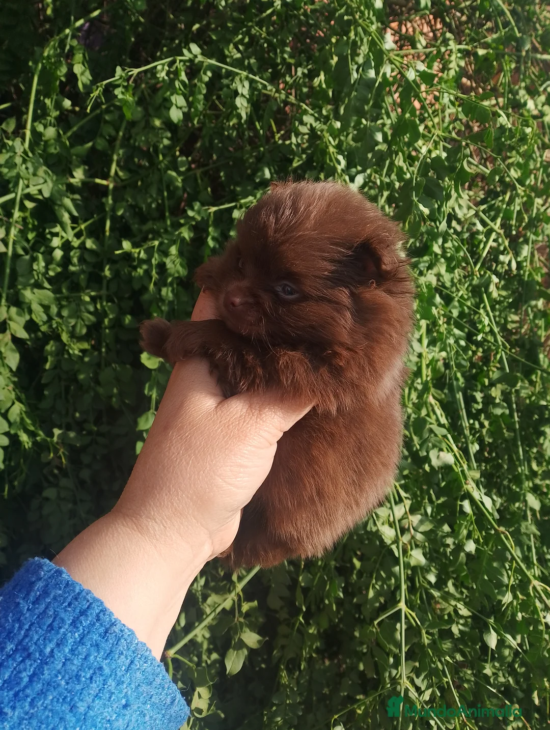 Pomerania perros en venta: Pomerania (pomchi) - Anuncio 2
