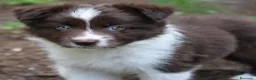 Border Collie perros en venta: BORDER COLLIE CACHORROS DESDE 350 € - Anuncio 5