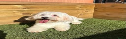 Bichón Maltés perros en venta: BICHON MALTES en Barcelona - Anuncio 1