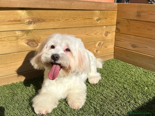 Bichón Maltés perros en Barcelona - Anuncio 9