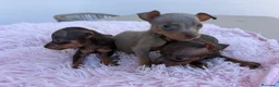 Pinscher Miniatura perros en venta: Mini pincher chocolates e Isabella  - Anuncio 1