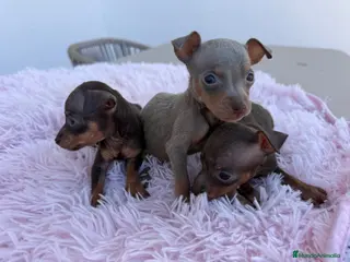 Pinscher Miniatura perros Mini pincher chocolates e Isabella - Anuncio 1