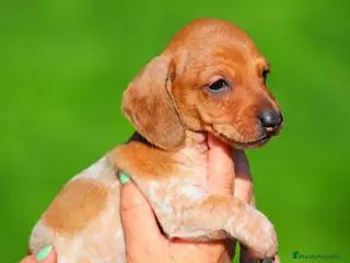 Teckel Miniatura perros TECKEL ALMERIA - Anuncio 34