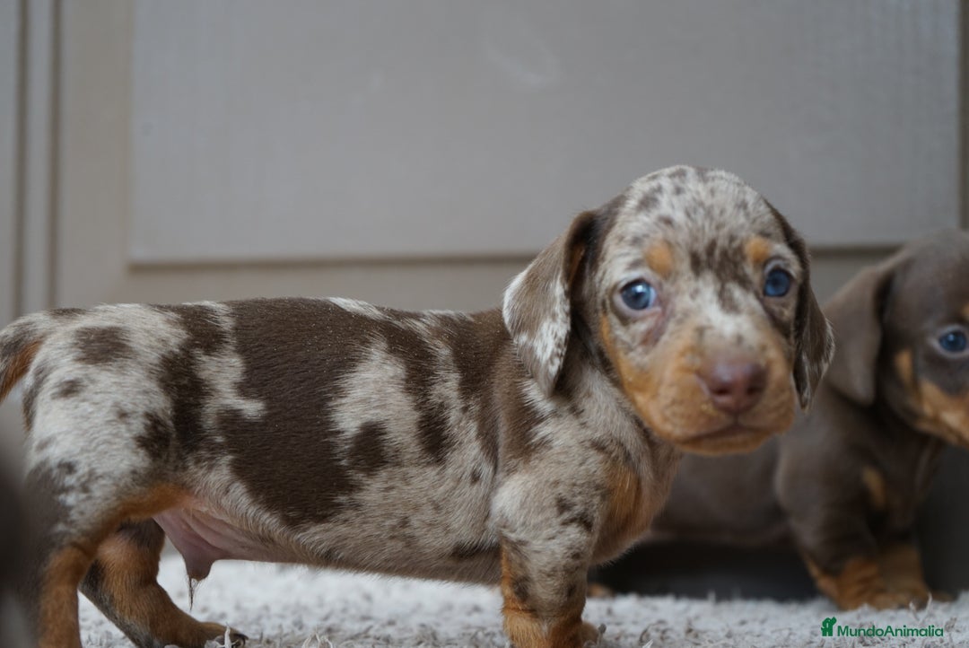 Teckel Miniatura perros en venta: 🌰✨ Frisco, Sani & Pau — tres teckel que marcan 🐾 - Imagen 1