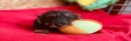 Teckel Miniatura perros en venta: Teckel Pelo Duro Miniatura - Anuncio 1