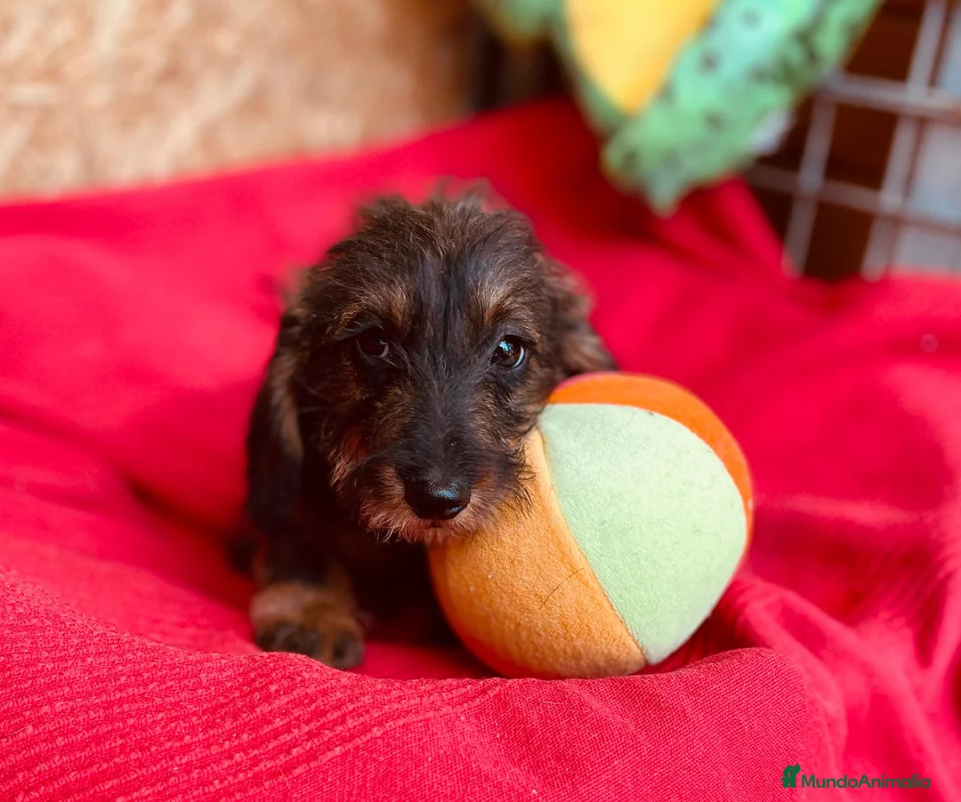 Teckel Miniatura perros en venta: Teckel Pelo Duro Miniatura - Anuncio 1