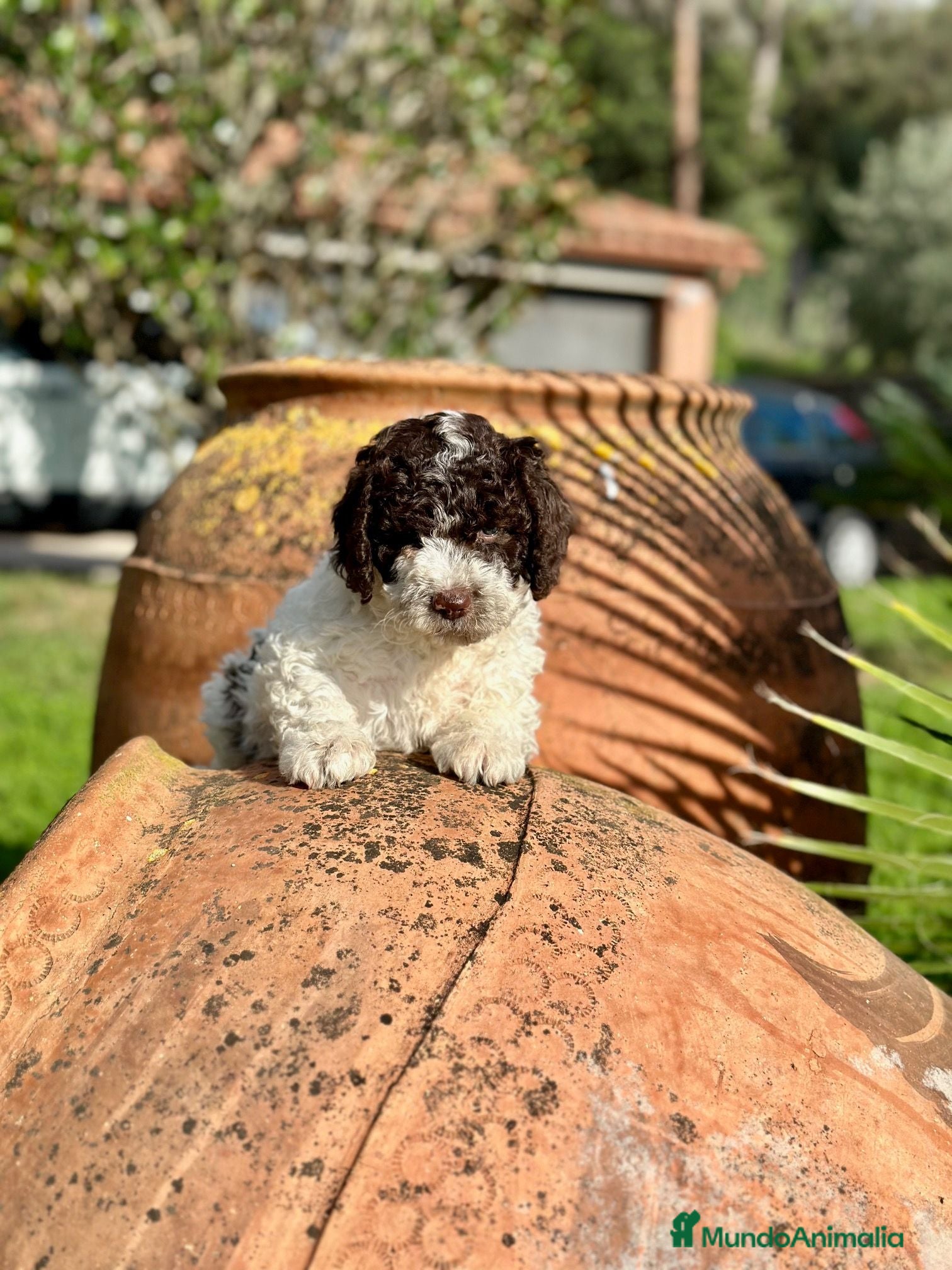 Perro de Agua Español perros Perro de Agua - Anuncio 2