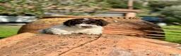 Perro de Agua Español perros en venta: Perro de Agua - Anuncio 1