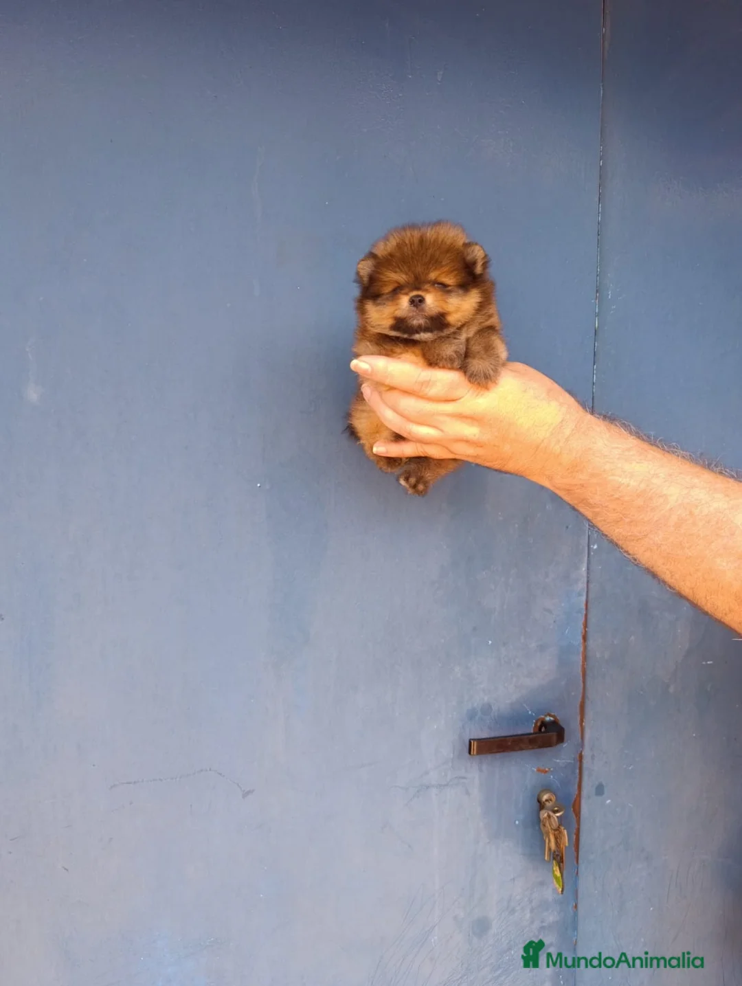 Pomerania perros en venta: Pomerania ositos toy ‼️ - Anuncio 2