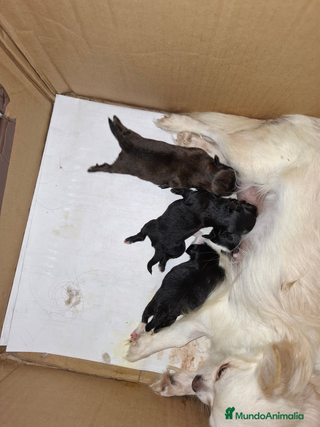 Chihuahua perros en venta: Chihuahua de pelo largo de capricho - Anuncio 3