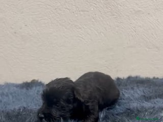 Schnauzer Miniatura perros - Anuncio 5