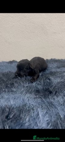 Schnauzer Miniatura perros - Anuncio 7