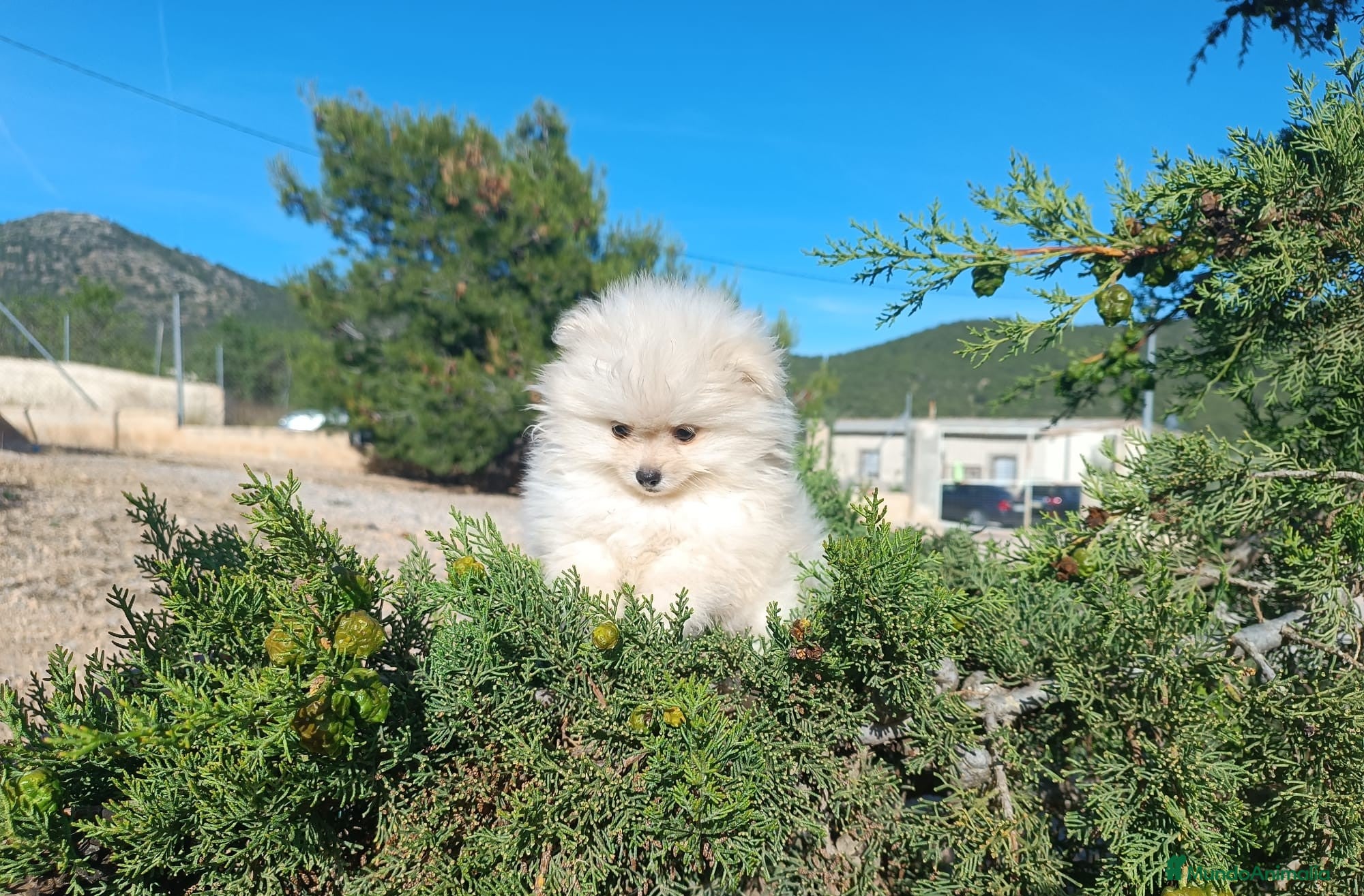 Pomerania perros en venta: POMERANIA MACHITO LINDO - Anuncio 2