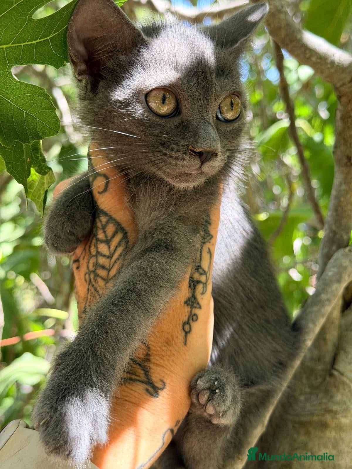 Azul Ruso gatos Azul ruso hembra🩷🐾 - Anuncio 2