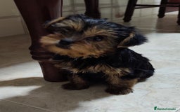 Yorkshire Terrier perros en venta: Yorkshire terrier hembra - Imagen 2