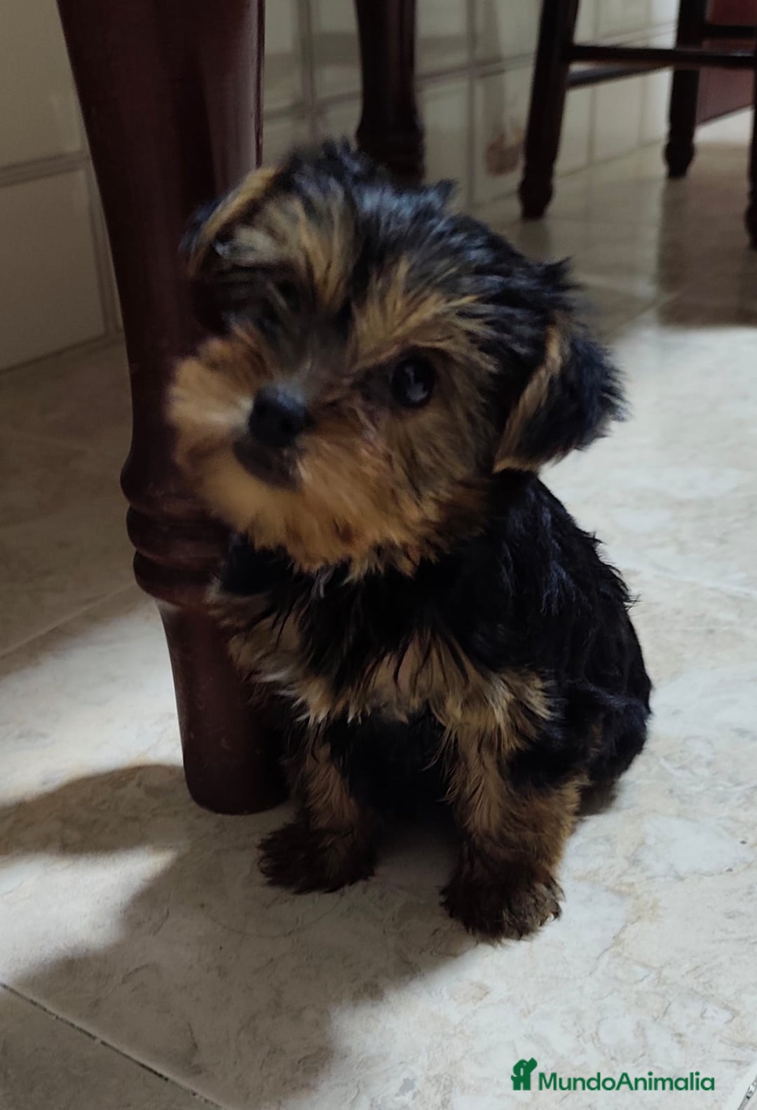 Yorkshire Terrier perros en venta: Yorkshire terrier hembra - Imagen 2
