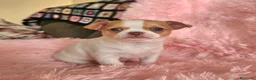Chihuahua perros en venta: Chihuahua miniatura  - Anuncio 6