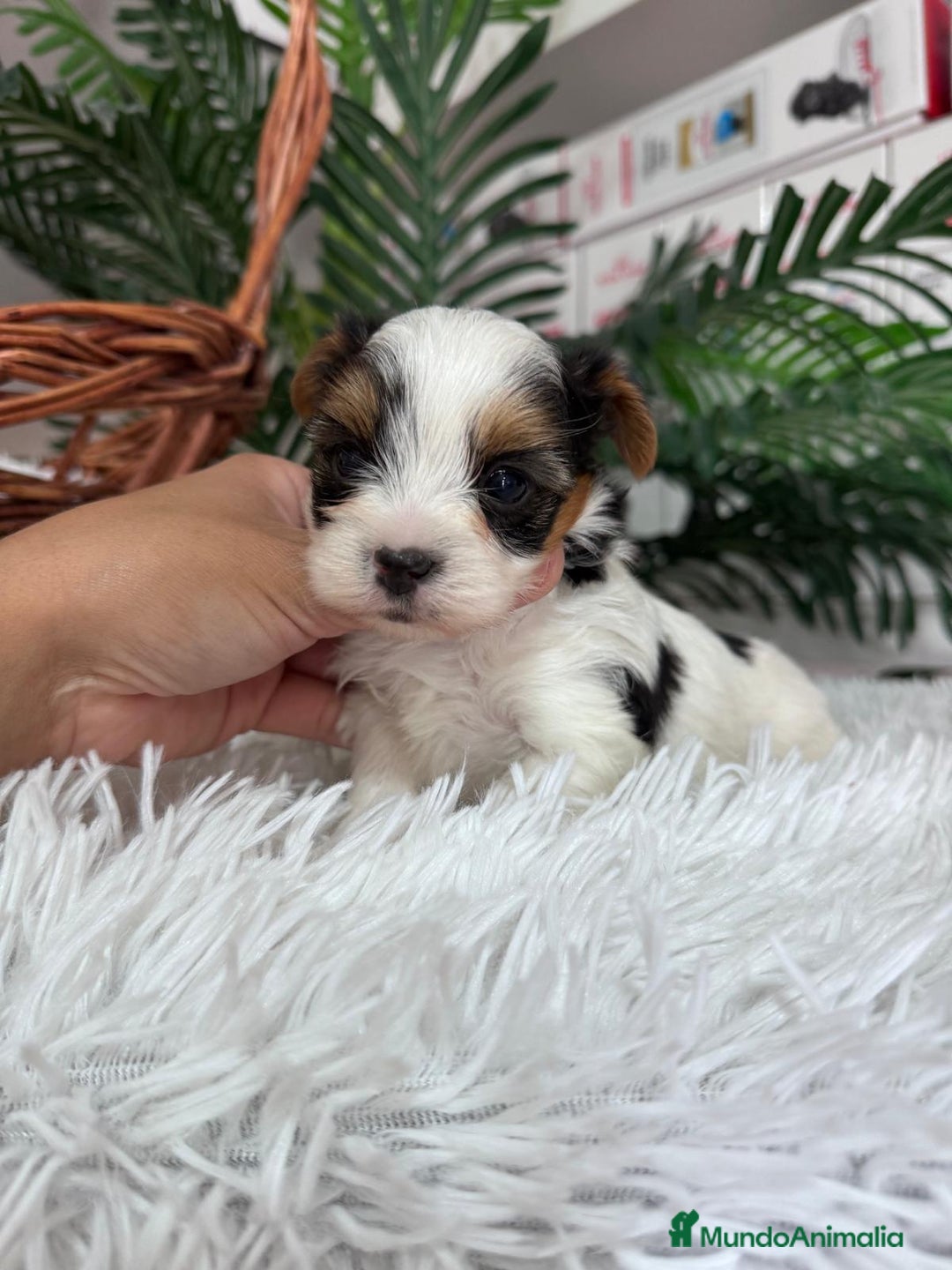 Yorkshire Terrier perros en venta: YORSKSHIRE BIEWER MACHO - Anuncio 3