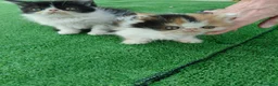 Persa gatos en venta: Gatitos persas de compañia - Anuncio 7