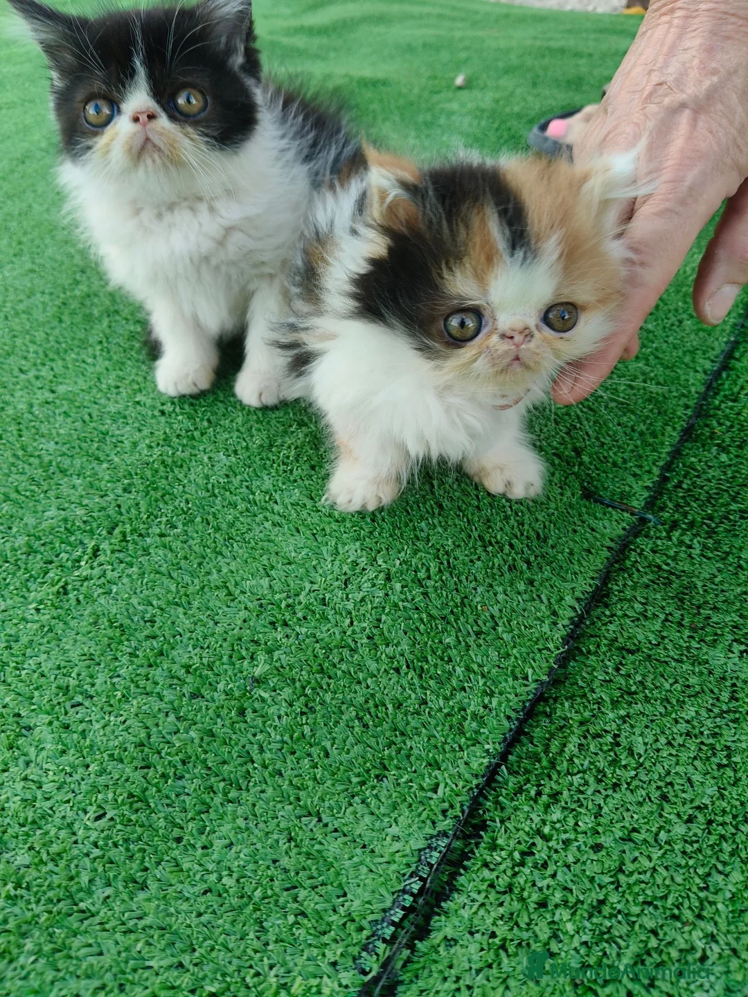 Persa gatos en venta: Gatitos persas de compañia - Anuncio 7