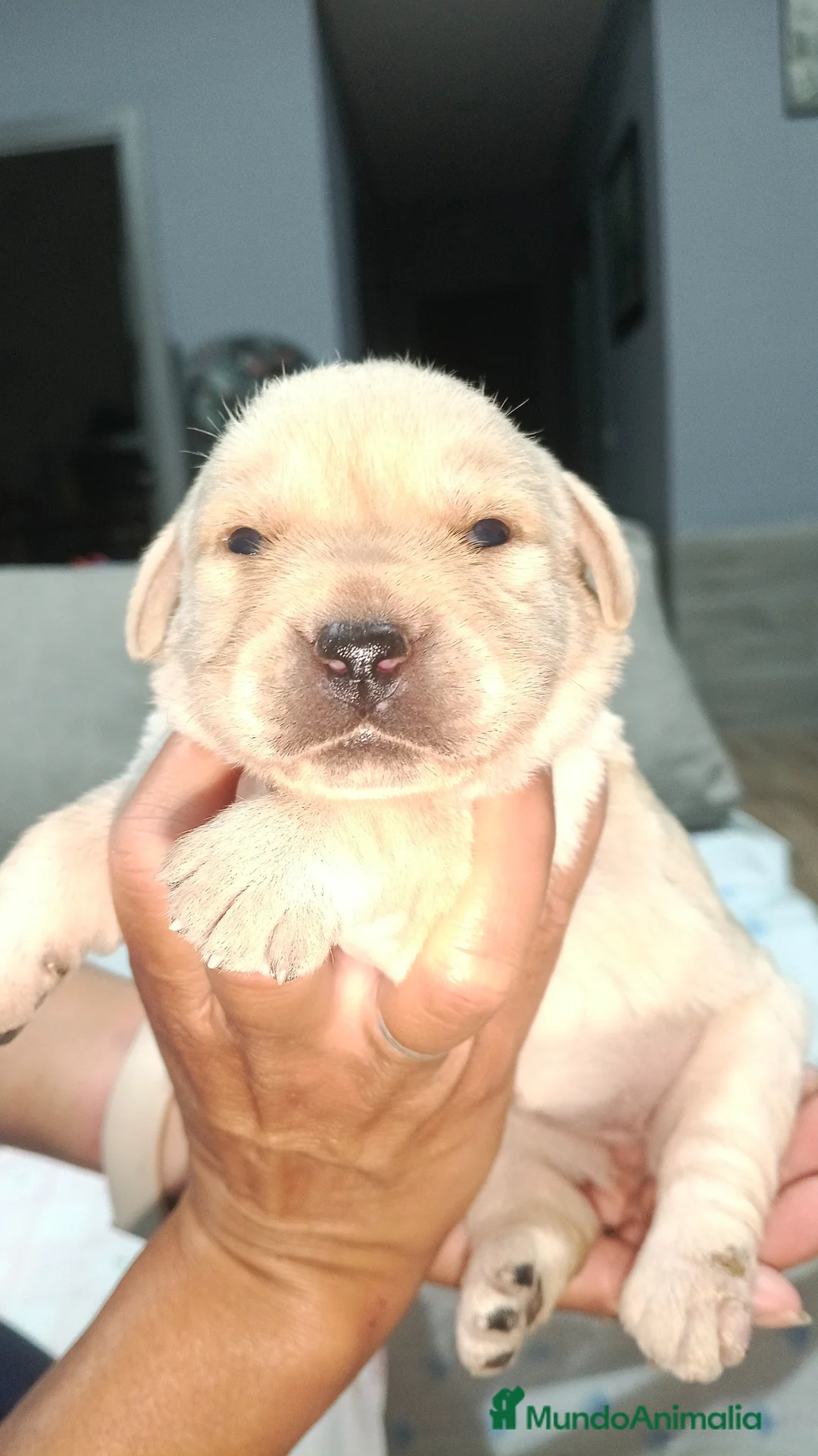 Labrador Retriever perros en venta: Labrador retriever dorado disponible  en Barcelona - Anuncio 1