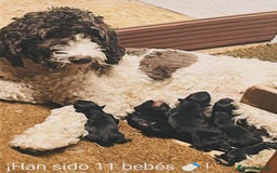 Goldendoodle perros en venta: Cachorros Goldendoodle hipoalergénicos - Imagen 21