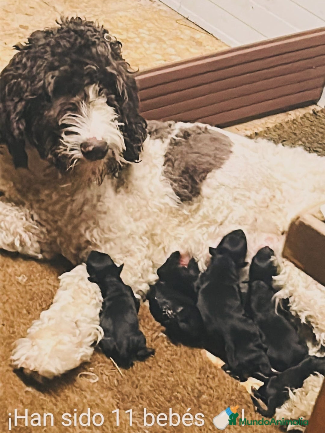 Goldendoodle perros en venta: Cachorros Goldendoodle hipoalergénicos - Imagen 21