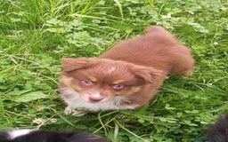 Pastor Australiano perros en venta: Pastor australiano hembra  - Imagen 1