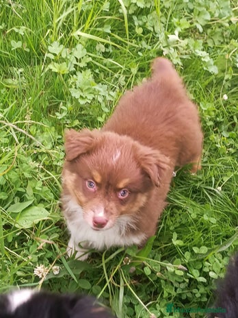 Pastor Australiano perros - Anuncio 4