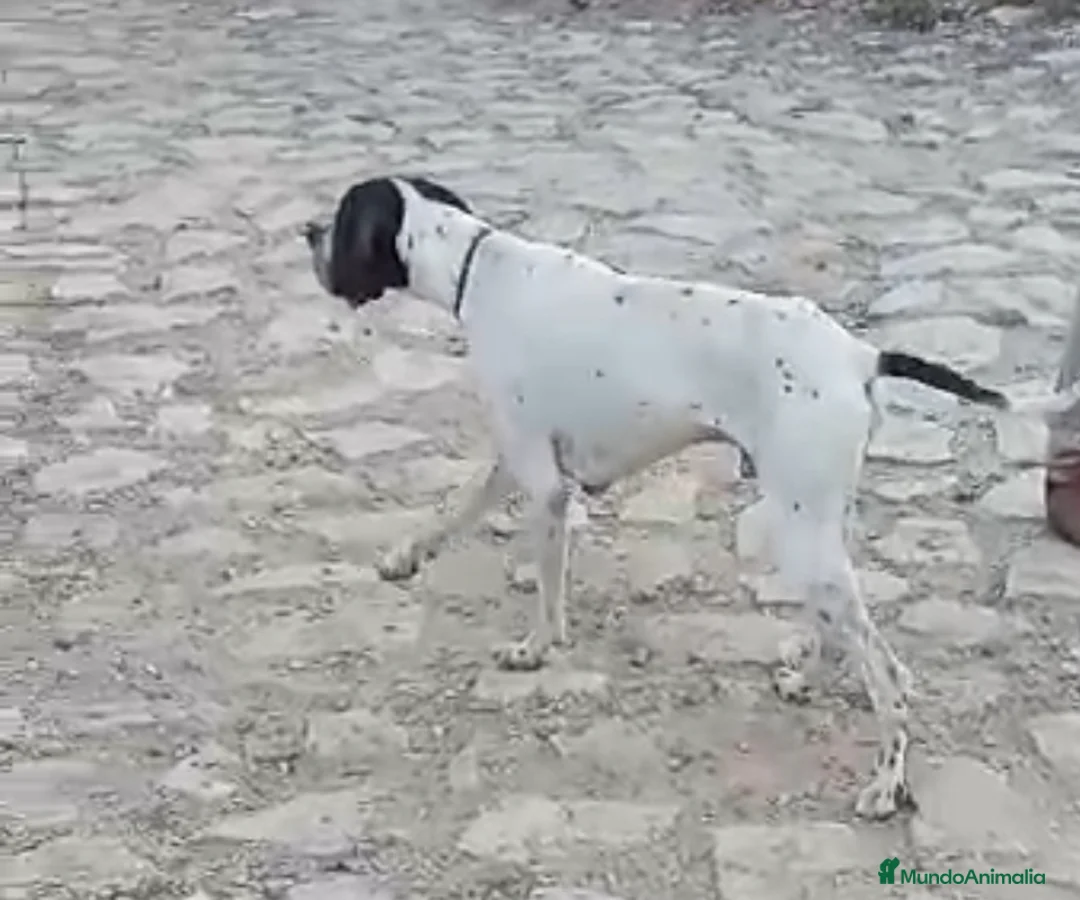 Pointer perros en venta: Pointer inglés CARABY  en Alicante - Anuncio 3
