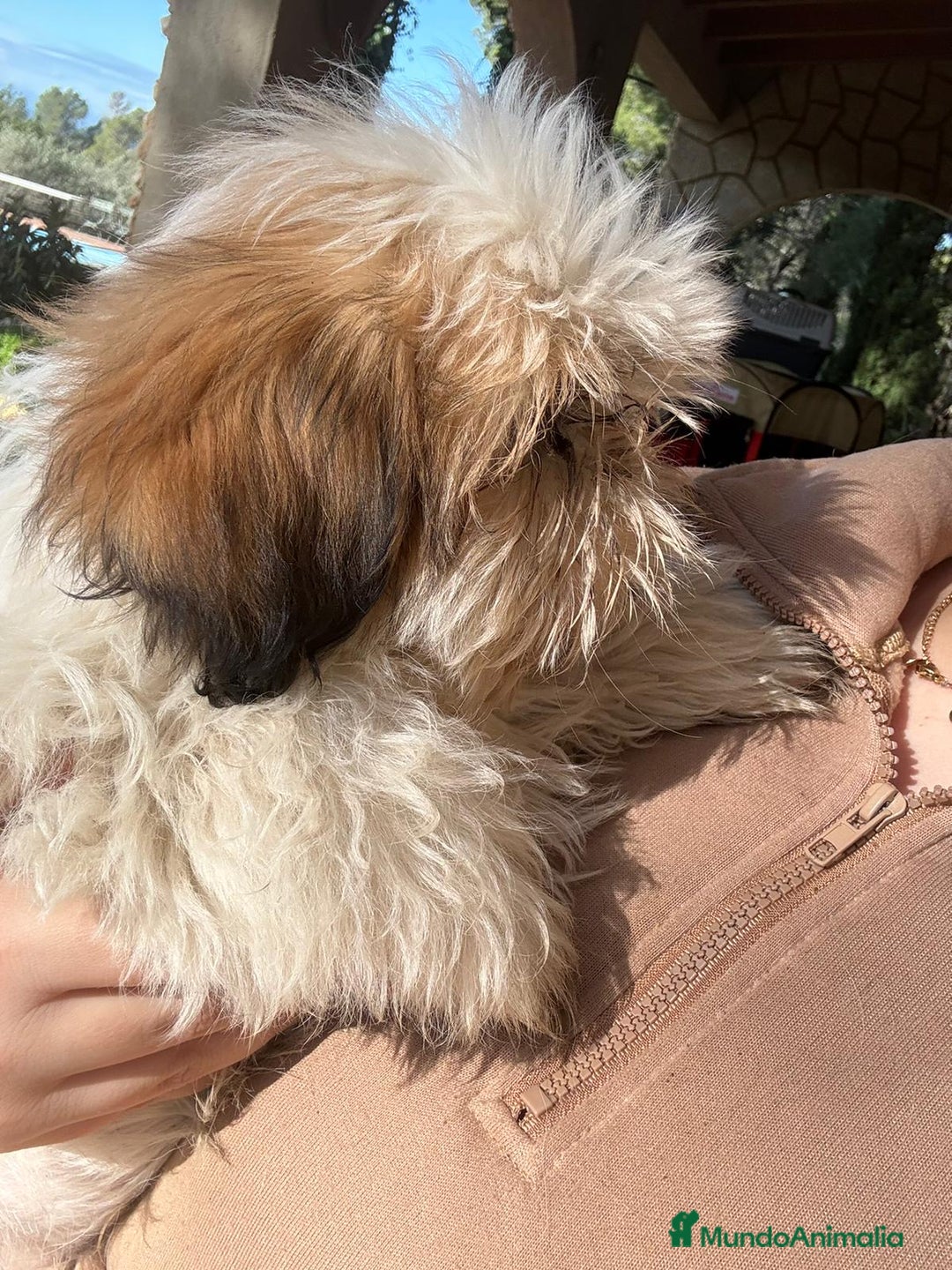 Shih Tzu perros en venta: Machitos de shihtzu  - Anuncio 1