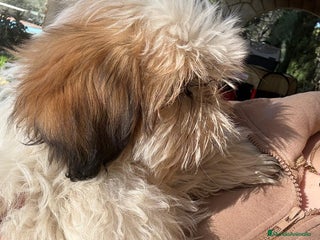 Shih Tzu perros Machitos de shihtzu - Anuncio 1