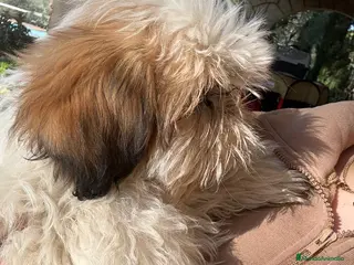 Shih Tzu perros Machitos de shihtzu - Anuncio 3