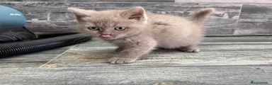 British shorthair lilac 