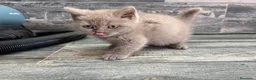 Británico de Pelo Corto gatos en venta: British shorthair - Anuncio 5
