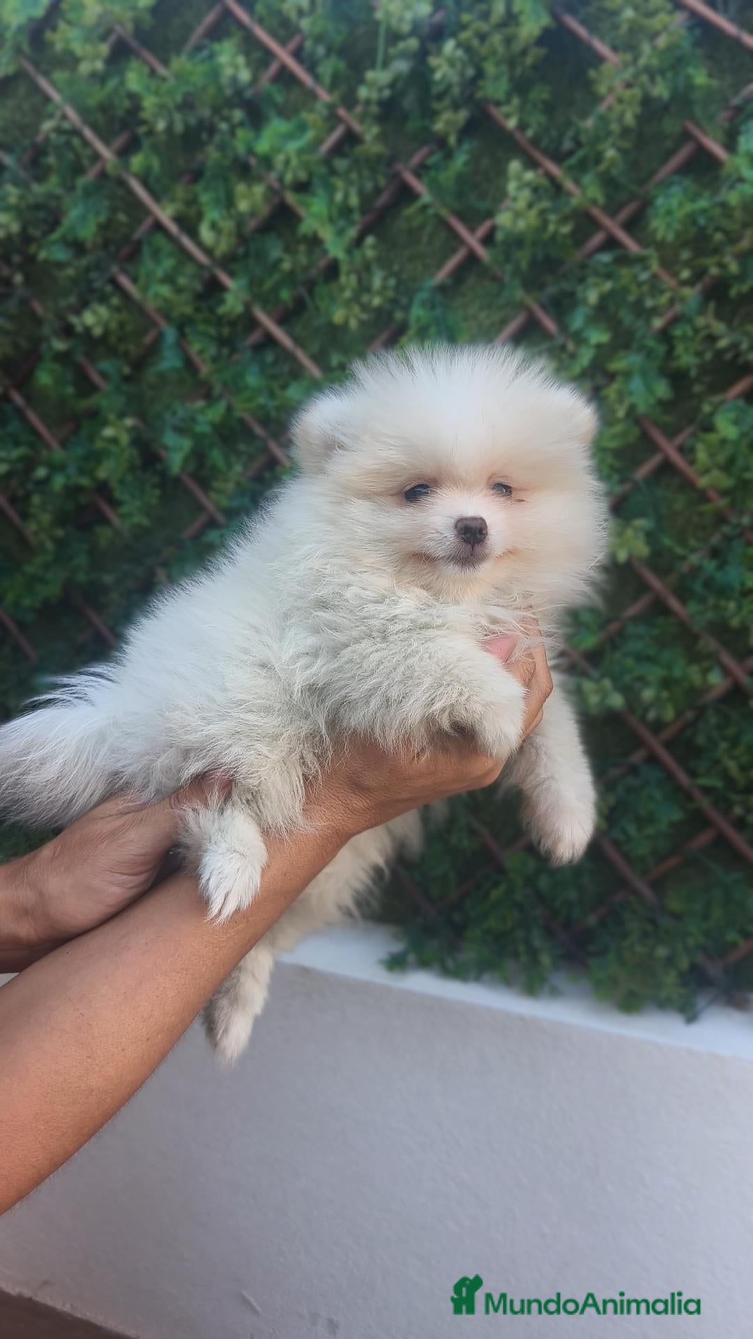 Pomerania perros Pomerania Macho crema - Anuncio 1