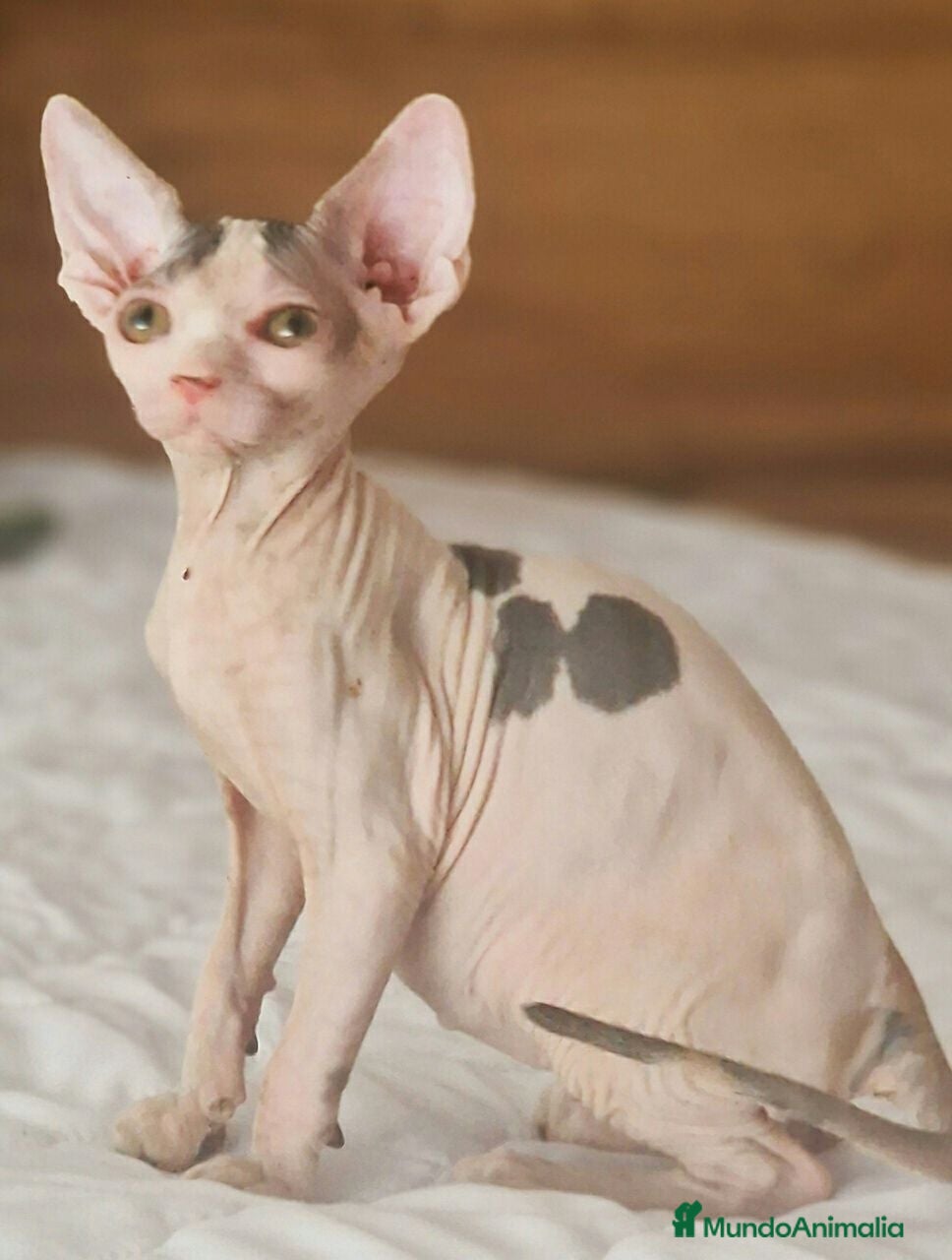 Raza Mixta gatos Hembra tricolor arlequín F1 - Anuncio 2
