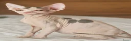 Raza Mixta gatos en venta: Hembra tricolor arlequín F1 - Anuncio 2