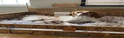 Pointer perros en venta: Benidorm Caraby pointer inglés  - Anuncio 25