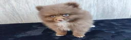 Pomerania perros en venta: POMERANIA CHOCOLATE MACHO - Anuncio 3