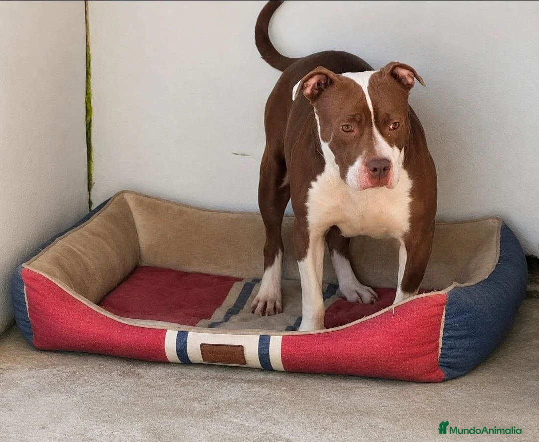 American Pit Bull Terrier perros en venta: American pit bull terrier black - Anuncio 2