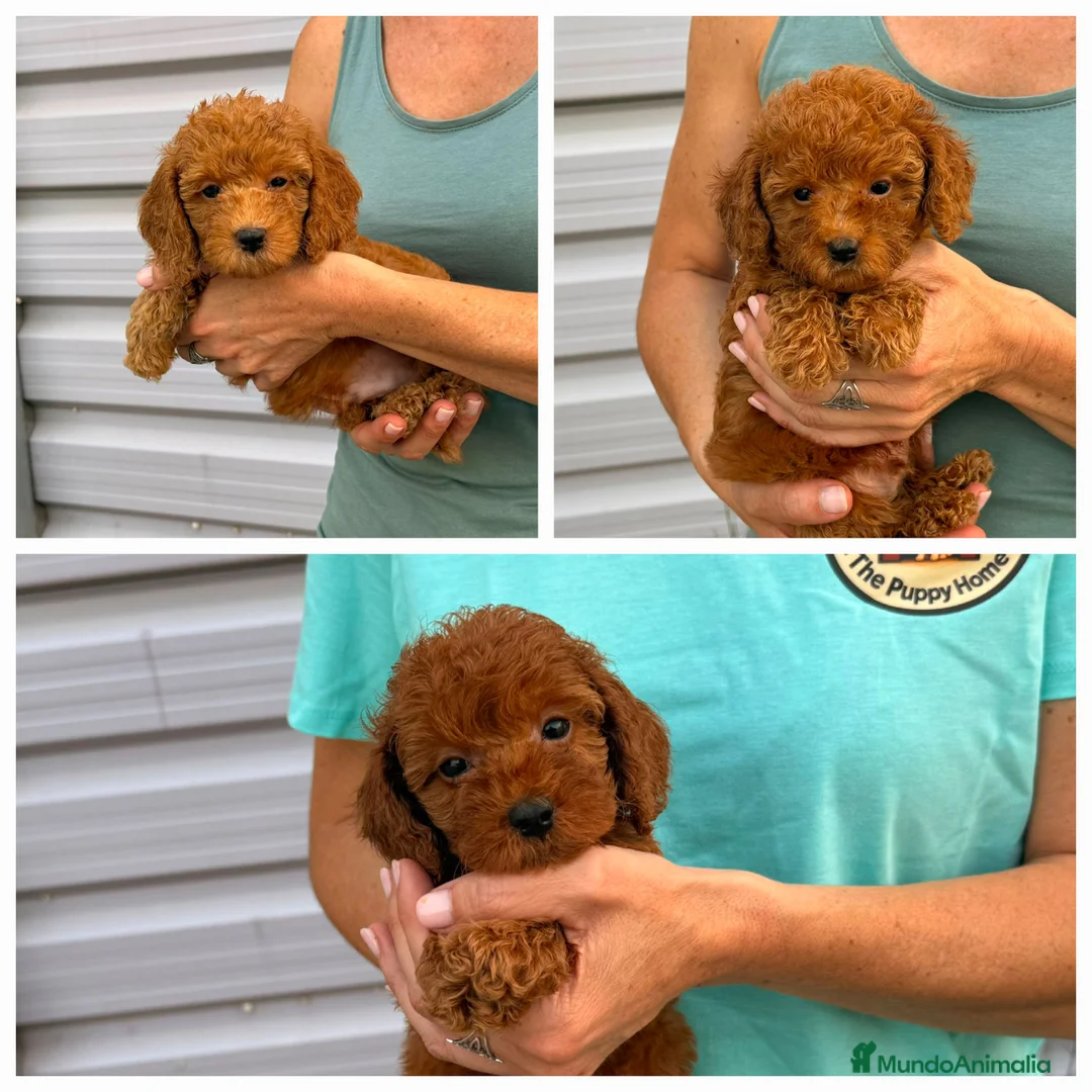Raza Mixta perros en venta: Caniches enanos - Anuncio 1