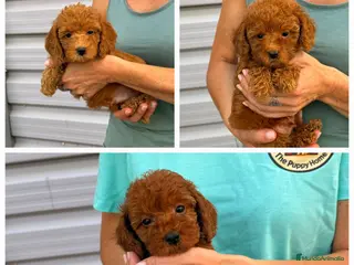 Raza Mixta perros Caniches enanos - Anuncio 1