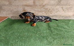 Teckel perros en venta: Macho teckel arlequín plata  - Imagen 4