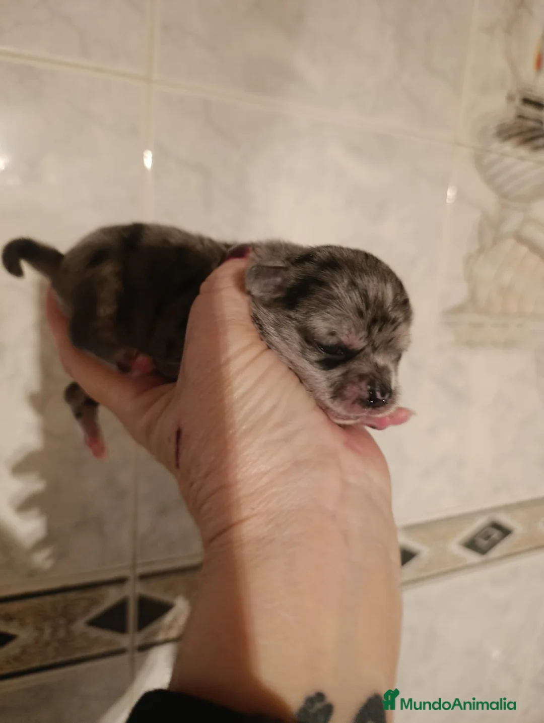 Chihuahua perros en venta: CHIHUAHUAS MERLES EXCLUSIVOS - Anuncio 1