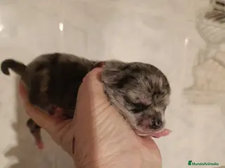 Chihuahua perros CHIHUAHUAS MERLES EXCLUSIVOS - Anuncio 1