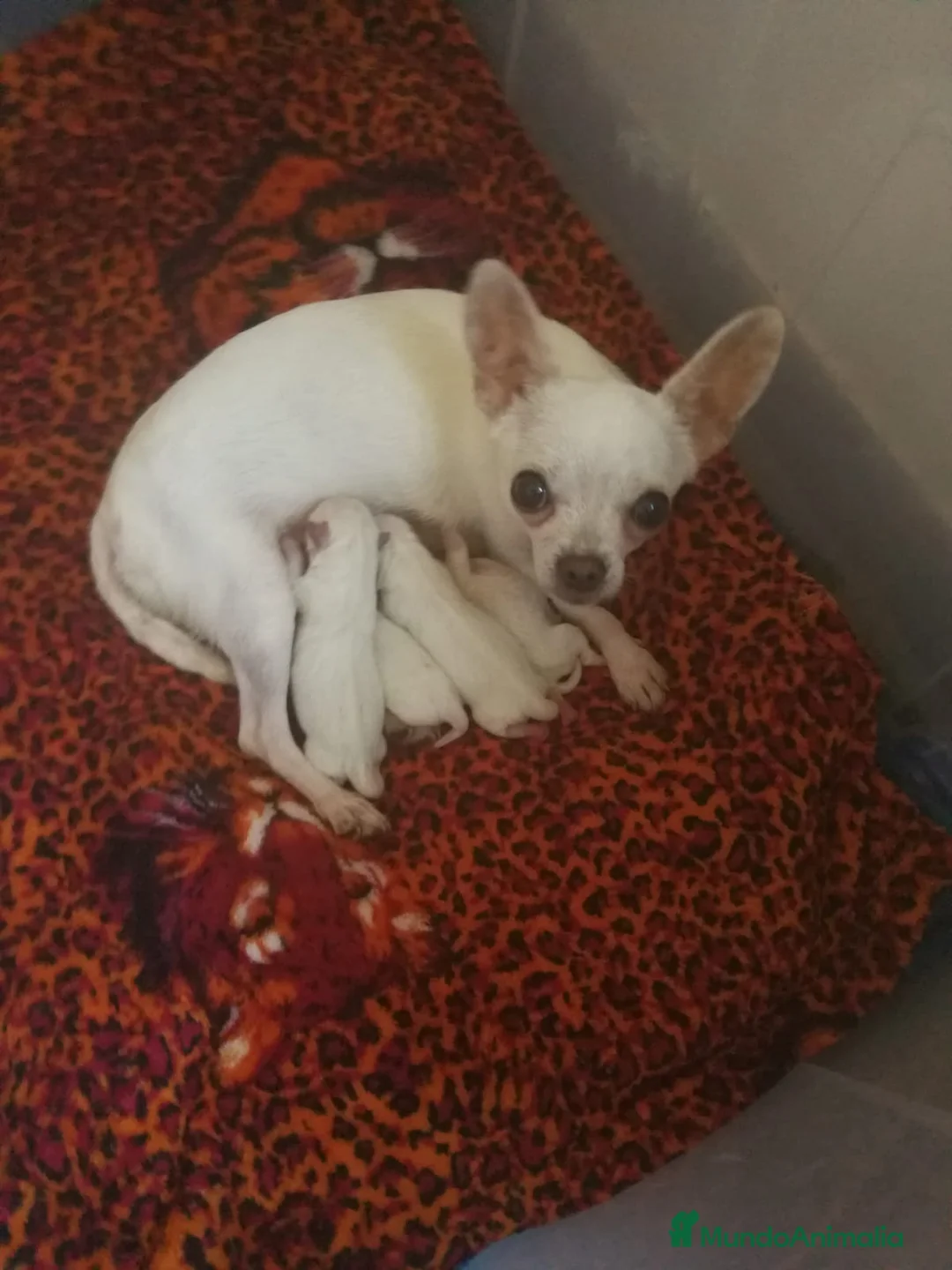 Chihuahua perros en venta: CHIHUAHUA BLANCOS DISPONIBLES - Anuncio 3