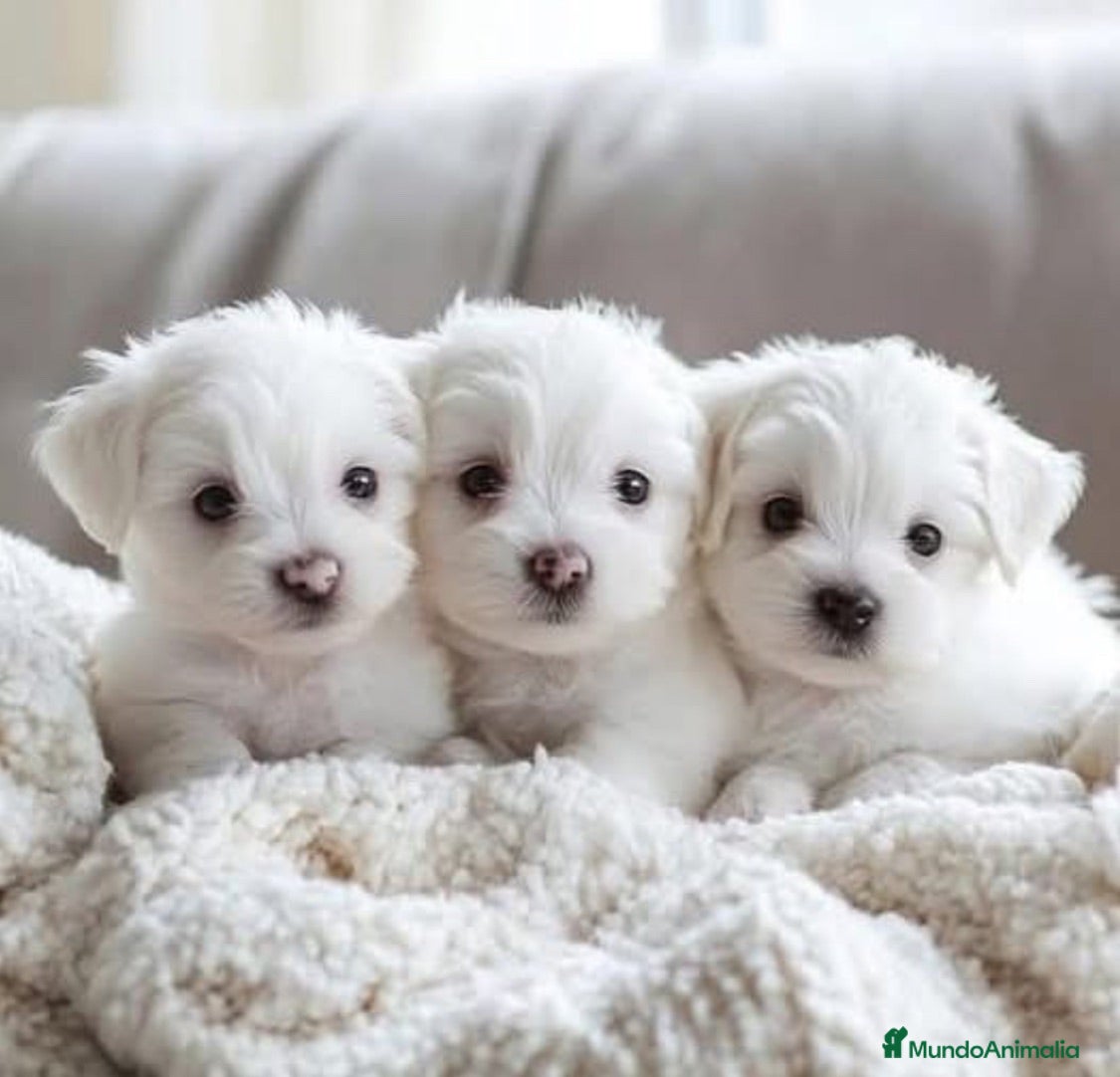 Bichón Maltés perros Bichón Maltés - Anuncio 2